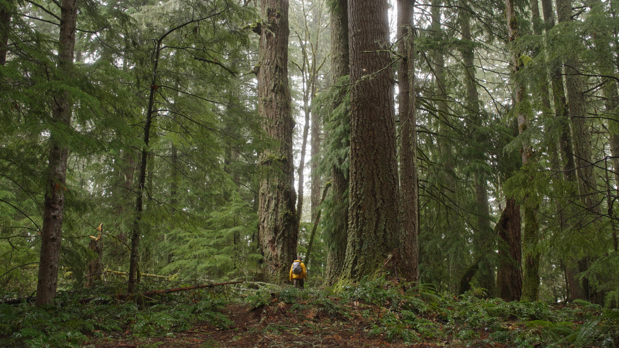 A man next to giant trees in a forest