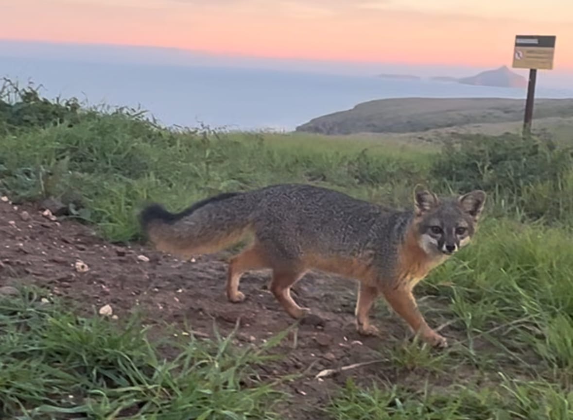 A Santa Cruz Island Fox at sunset