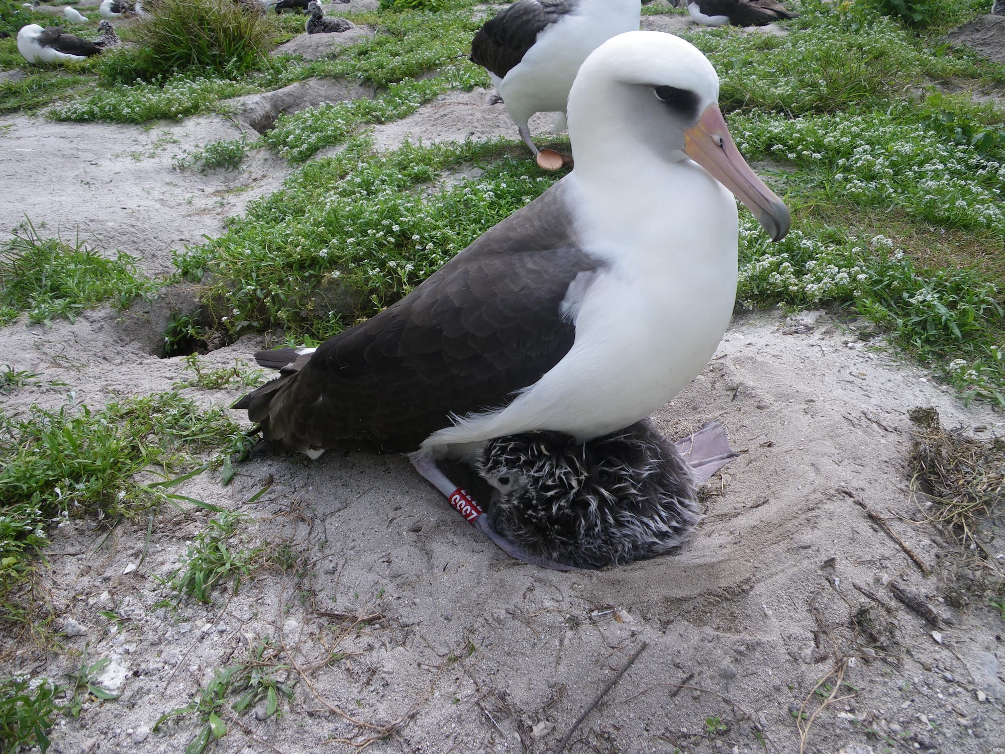 An albatross keeping a chick warm