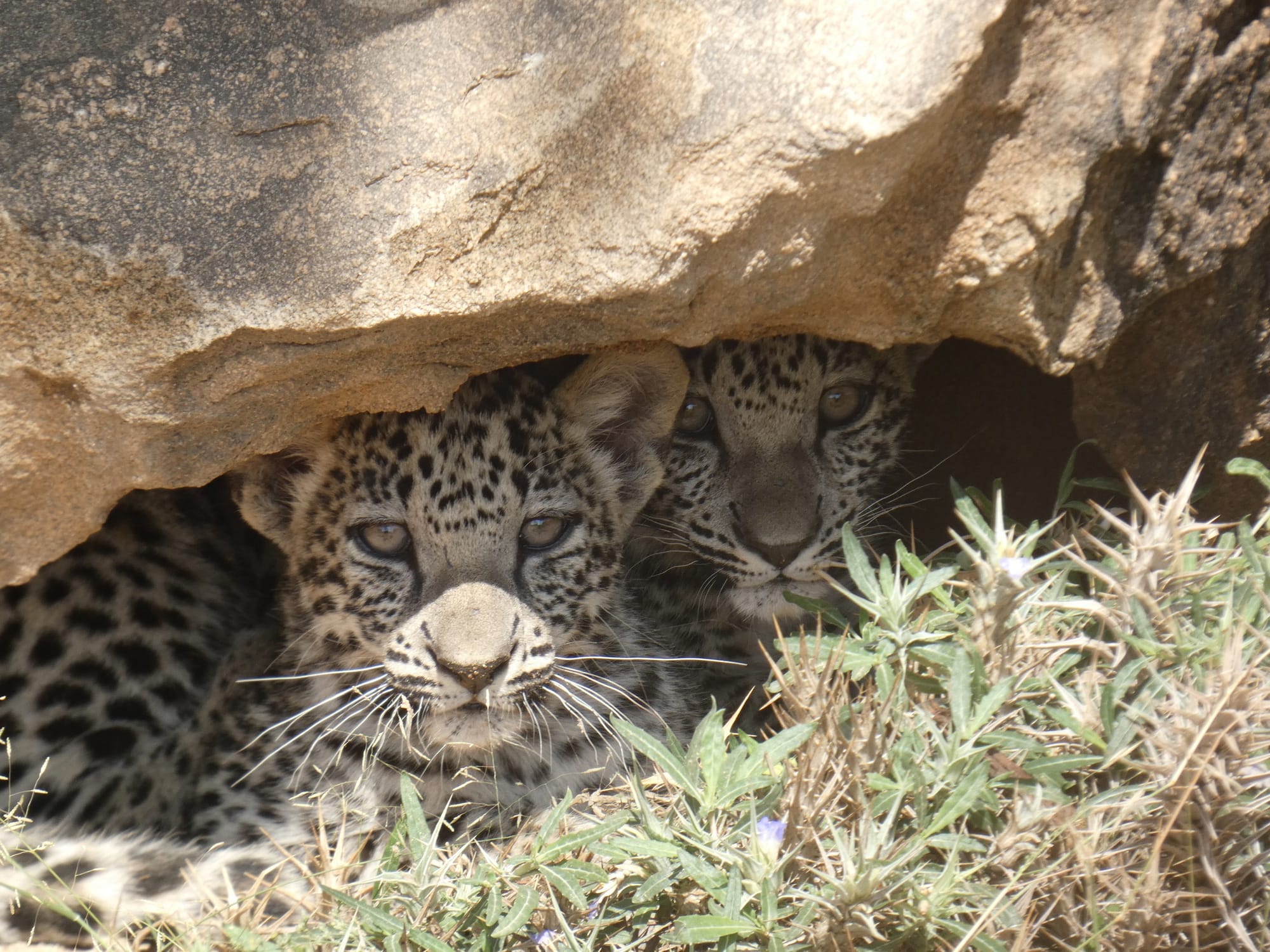 Two leopard cubs finding shade beneath a rock