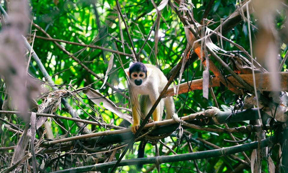 A monkey in a tree